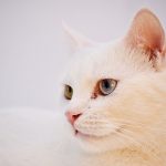 pisica Turkish Angora