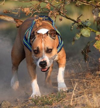 rase de caini periculosi American Staffordshire Terrier