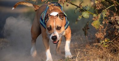 rase de caini periculosi American Staffordshire Terrier
