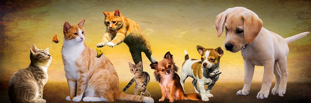 specii de animale domestice