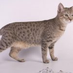specii de pisici domestice american bobtail