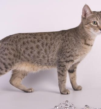 specii de pisici domestice american bobtail