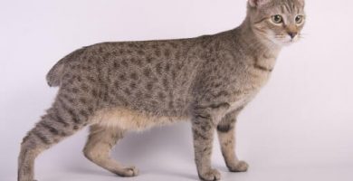 specii de pisici domestice american bobtail