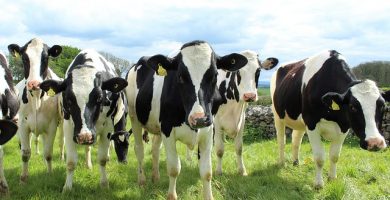 vaci holstein de vanzare