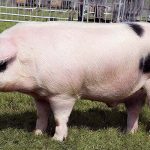 Rasa de porci Gloucestershire-Old-Spot pret