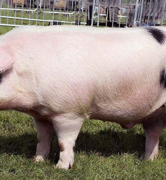 Rasa de porci Gloucestershire-Old-Spot pret