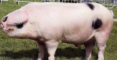Rasa de porci Gloucestershire-Old-Spot pret