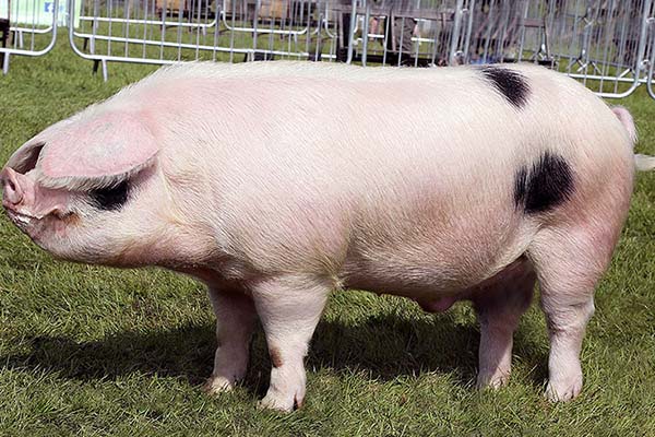 Gloucestershire Old Spot Rasa de porci 