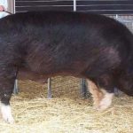 Berkshire porc