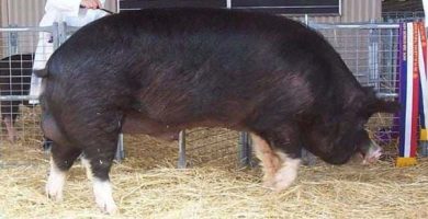 Berkshire porc