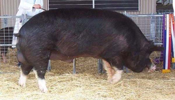 porci din rasa Berkshire