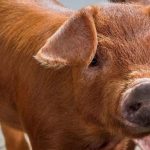 rase de porci Tamworth