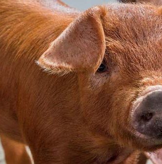 rase de porci Tamworth