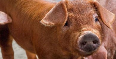 rase de porci Tamworth