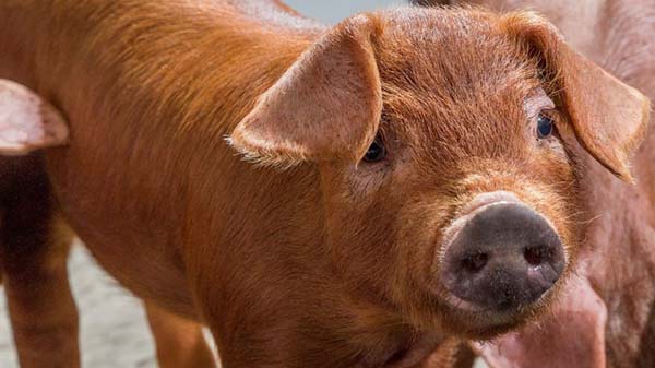 porc Tamworth de vanzare