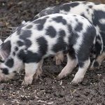 Turopolje rase de porci