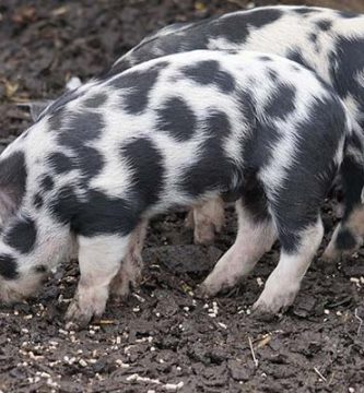 Turopolje rase de porci
