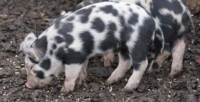 Turopolje rase de porci