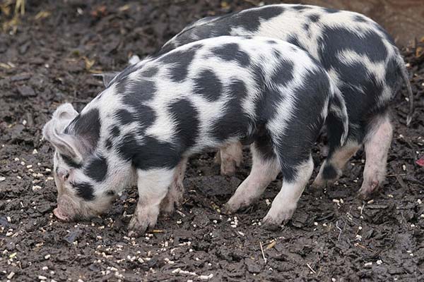 carnea de porc Turopolje