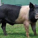 rase de porci hampshire