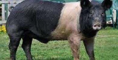 rase de porci hampshire