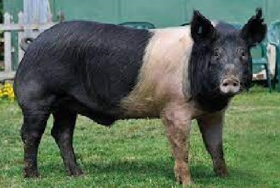porci rasa hampshire