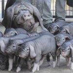 meishan porci
