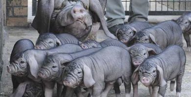 meishan porci