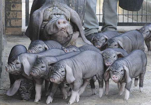 rase de porci meishan
