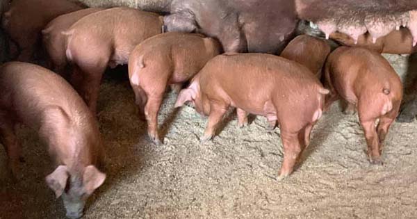 rase porci duroc