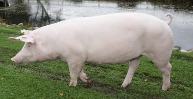 rase de porci landras