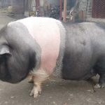 porci Vietnamezi de vanzare