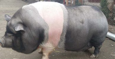 porci Vietnamezi de vanzare
