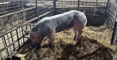 porci pietrain de vanzare