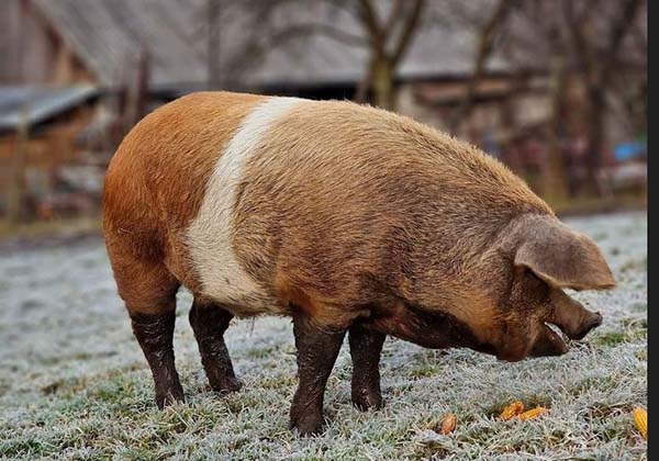 porcii bazna caracteristici