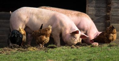 porc marele alb