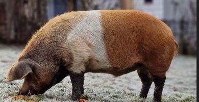 porcul bazna
