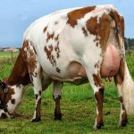 vaca de lapte ayrshire