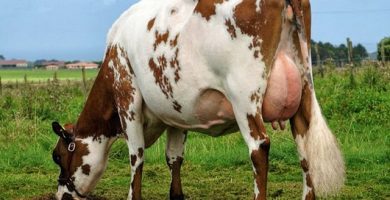 vaca de lapte ayrshire