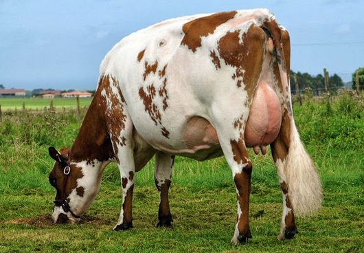 vaca de lapte ayrshire