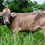 vaca de lapte din rasa bruna elvetiana