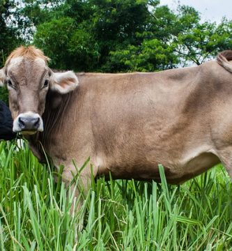 vaca de lapte din rasa bruna elvetiana
