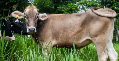 vaca de lapte din rasa bruna elvetiana