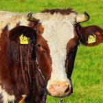 red holstein vaci de lapte