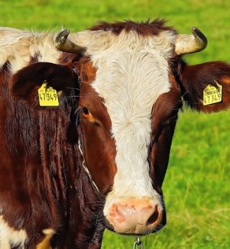 red holstein vaci de lapte