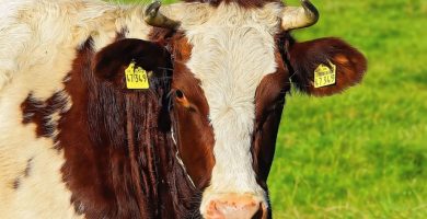 red holstein vaci de lapte