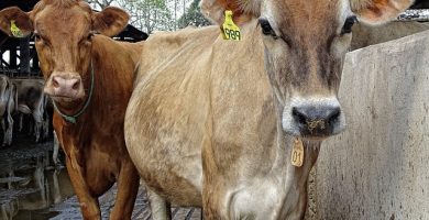 vaci de lapte jersey