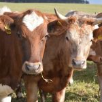 vaca simmental