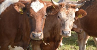 vaca simmental
