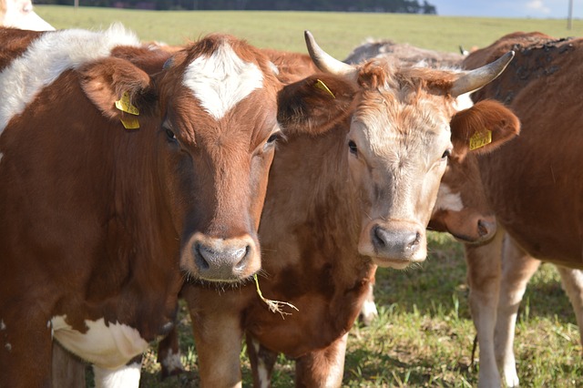 vaca simmental